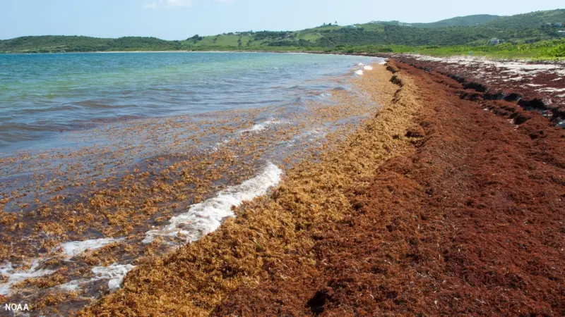 A beach on Saint Martin in the Caribbean covered in Sargassum seaweed