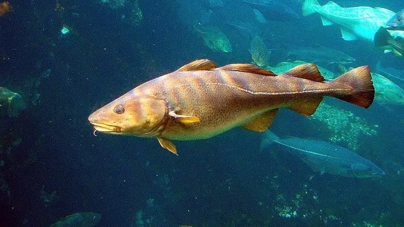 Cod