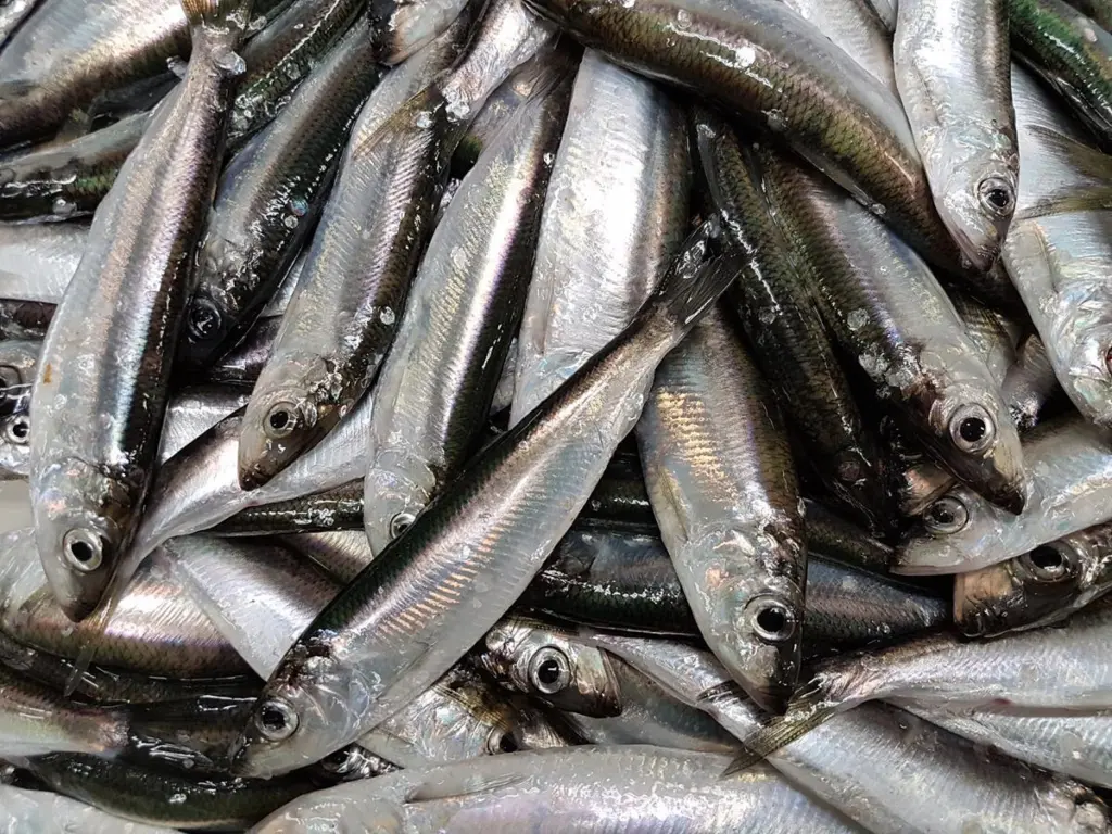 Herring