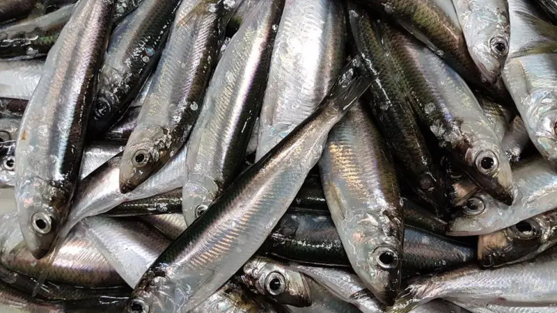Herring