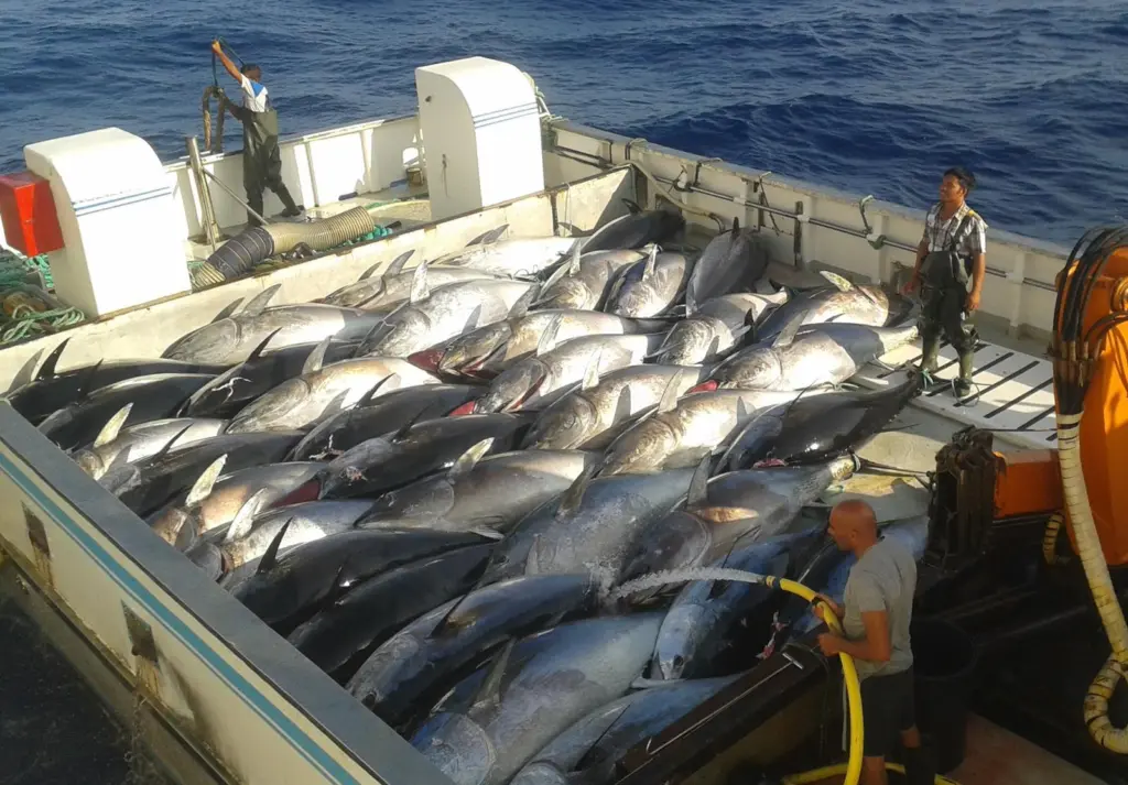 Tuna