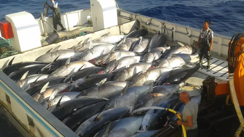 Tuna