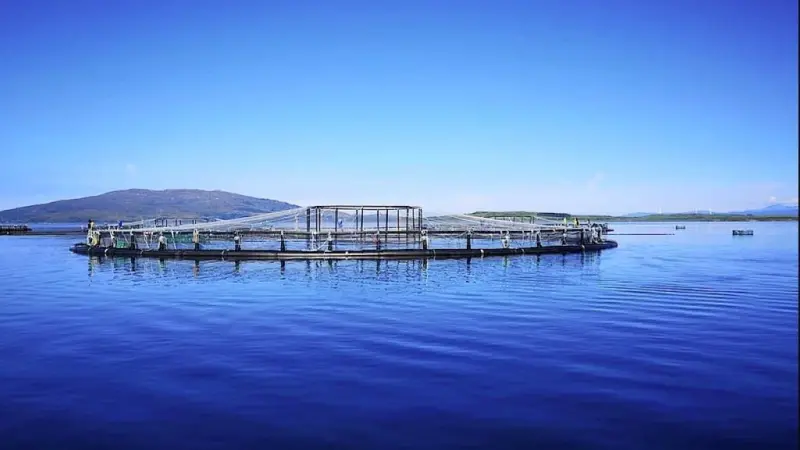 Scottish salmon farming
