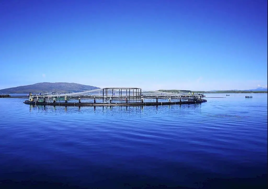 Scottish salmon farming