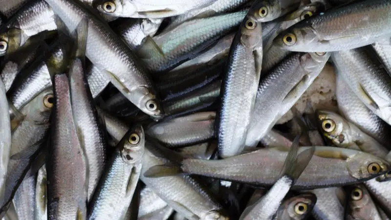 NEA herring