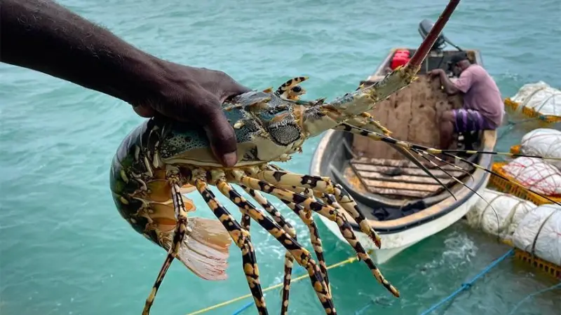 Torres Strait rock lobster