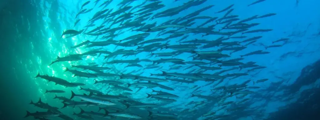 Barracuda