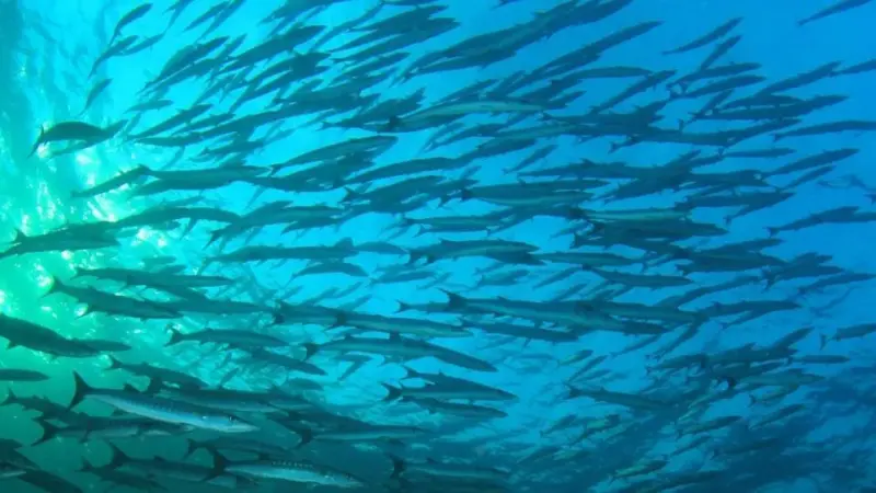 Barracuda