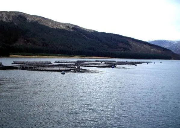 salmon farm