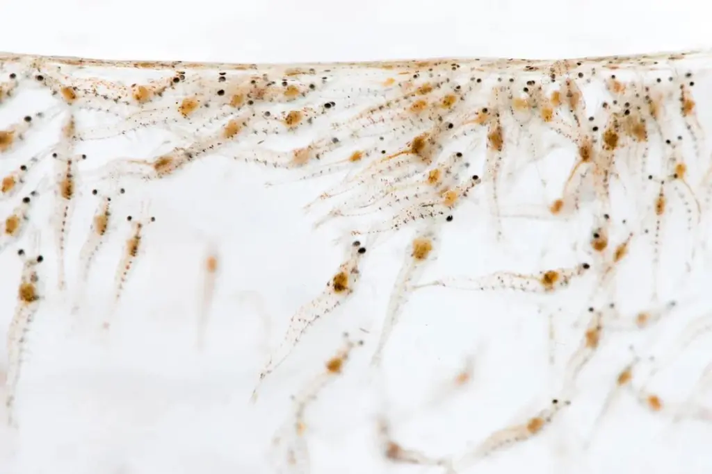 Prima Larvae Bali