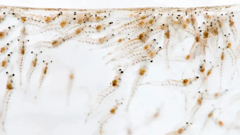 Prima Larvae Bali