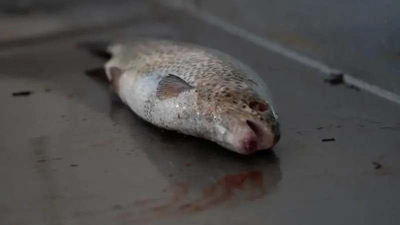 Dead fish animal farming cruelty