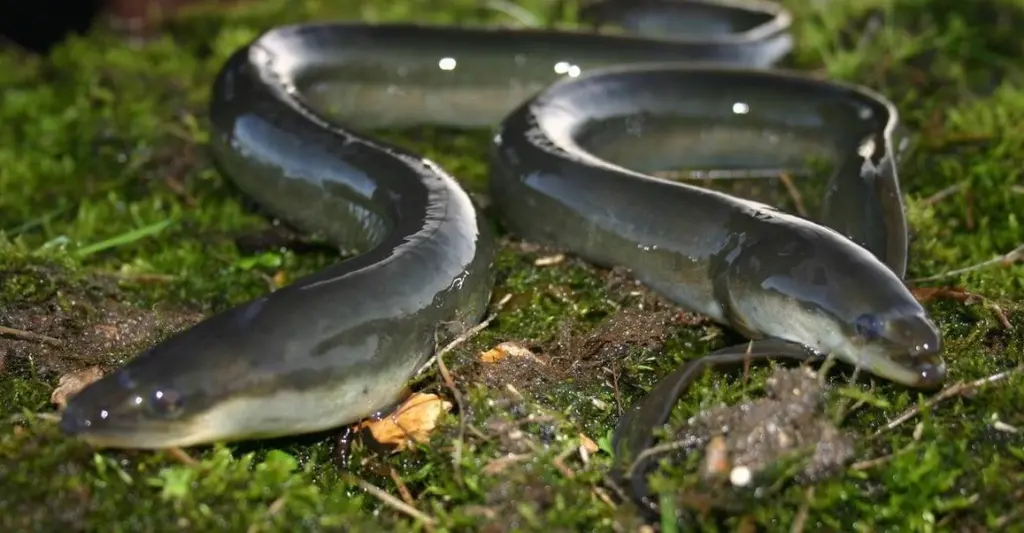 European eel