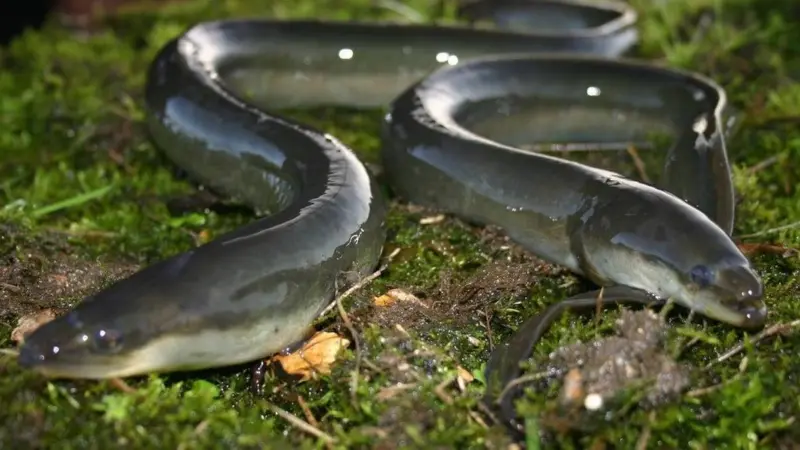 European eel