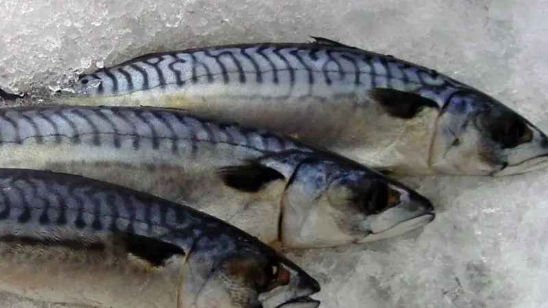 Mackerel
