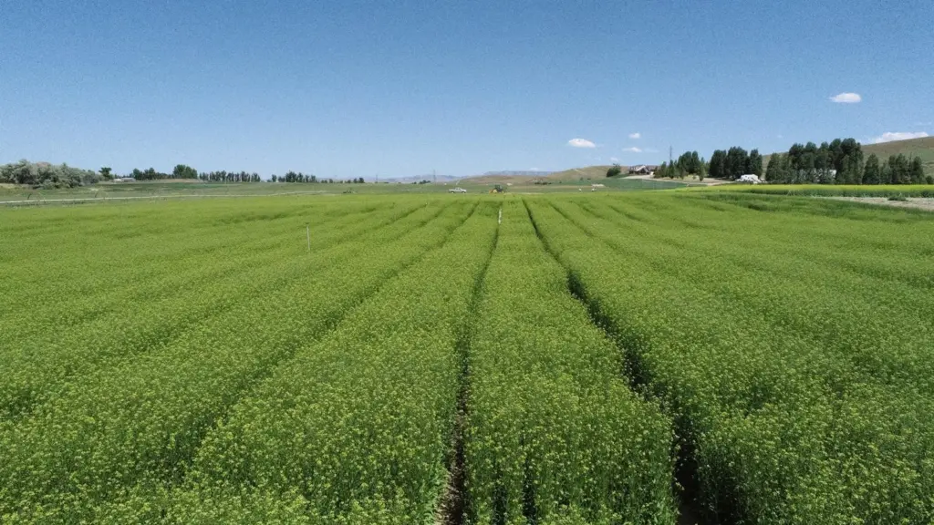 Camelina containing the omega-3 EPA trait growing at acre scale in spring 2023