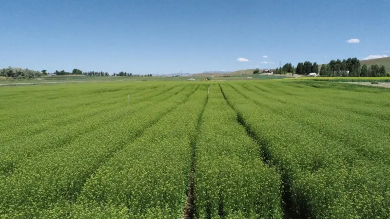 Camelina containing the omega-3 EPA trait growing at acre scale in spring 2023