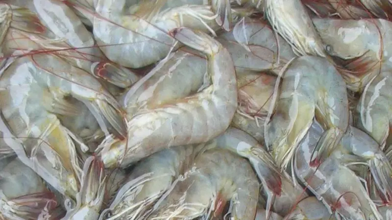 Whiteleg shrimp