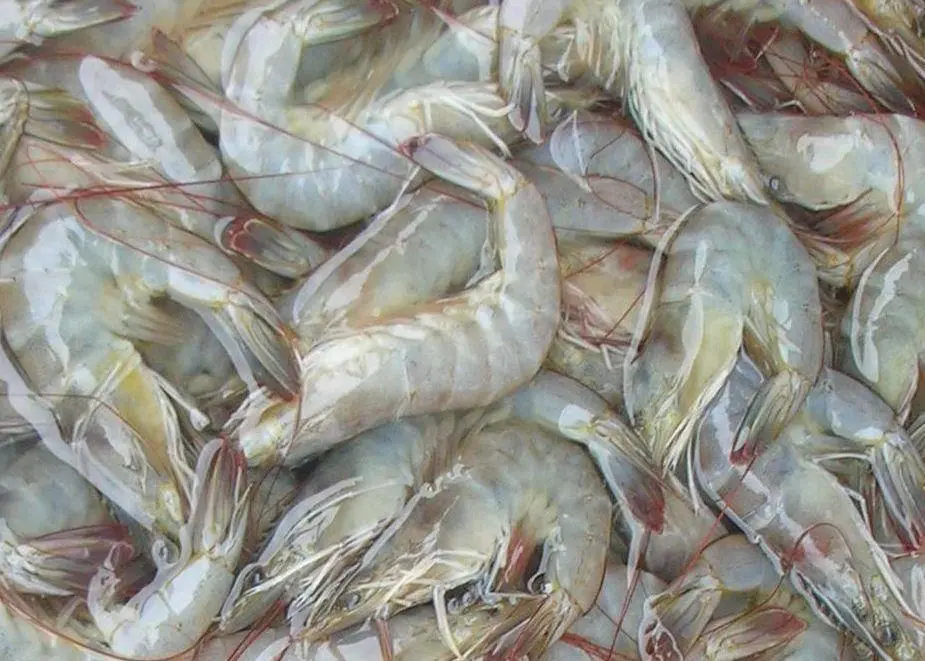 Whiteleg shrimp