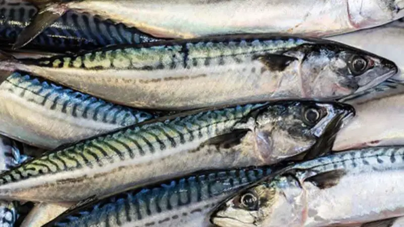 Scottish mackerel
