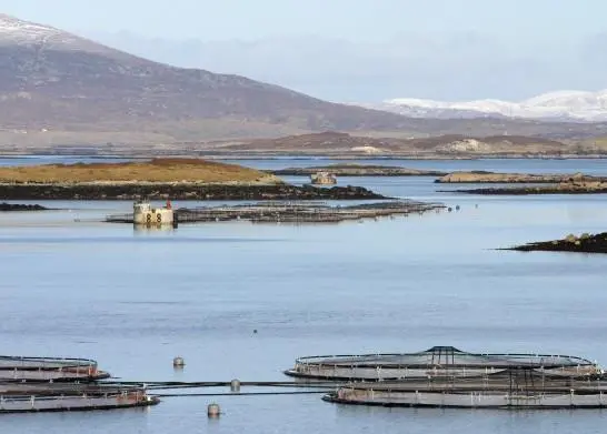 Scottish farmed salmon