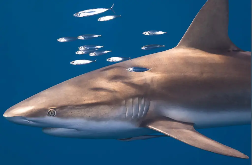 Shark League