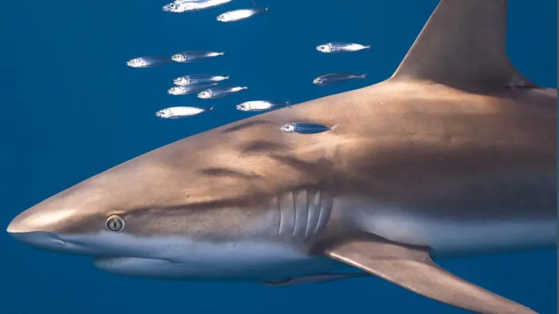 Shark League