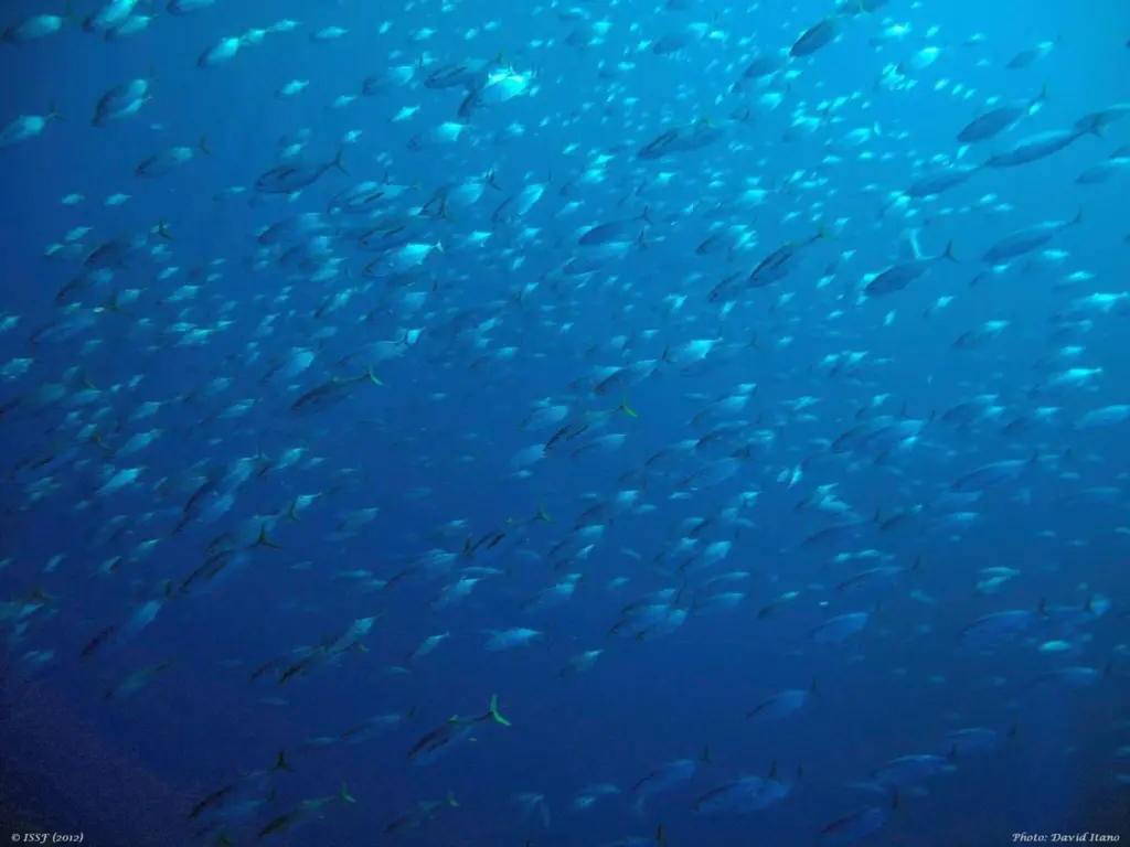 tuna
