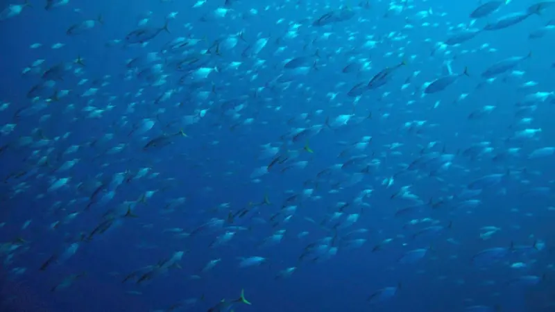 tuna