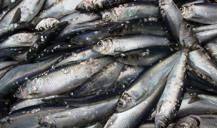 Northeast Atlantic herring