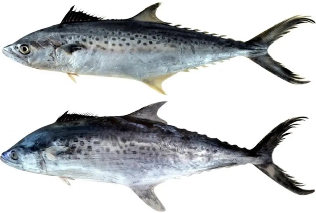 Seer fish