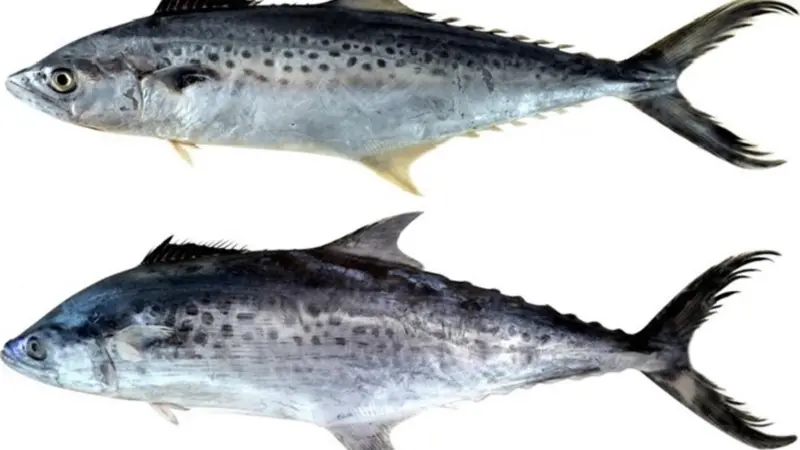 Seer fish