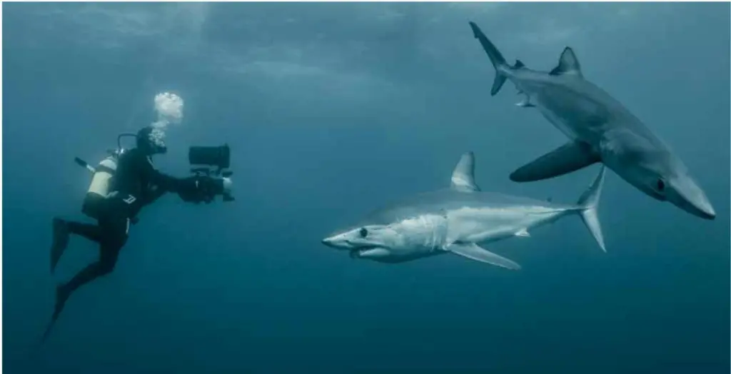 Shark League/ICCAT