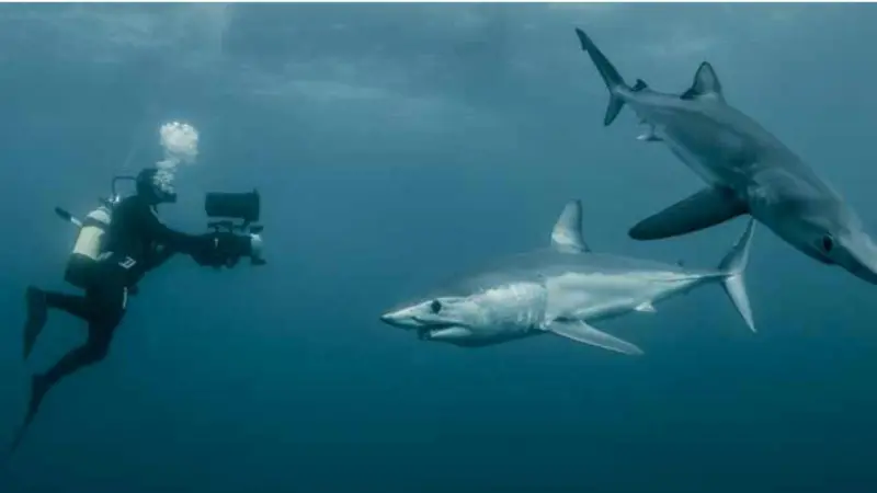 Shark League/ICCAT