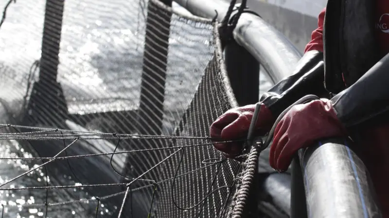 Aquaculture