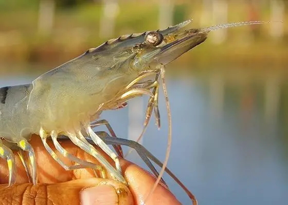 Farmed shrimp