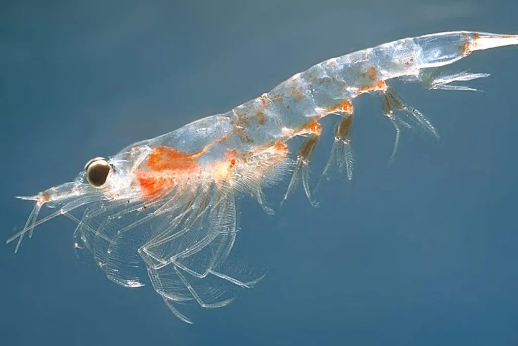 Northern Krill