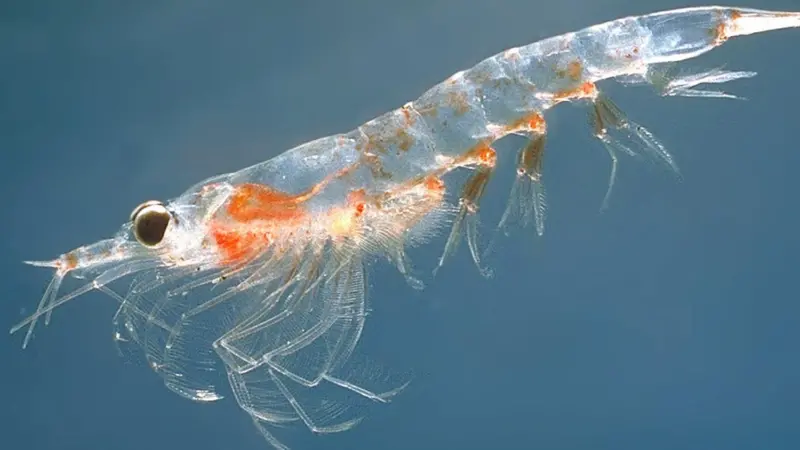 Northern Krill