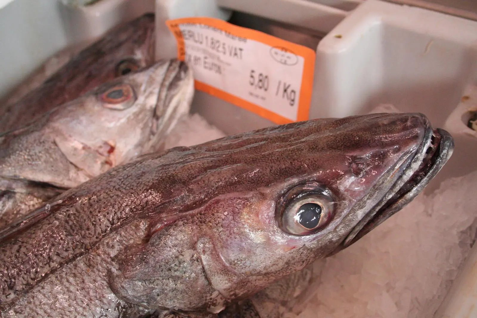 Hake