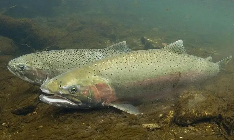 steelhead