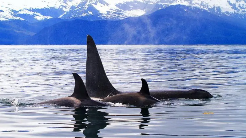 killer whales