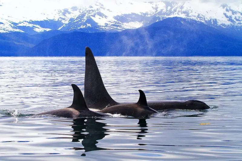 killer whales