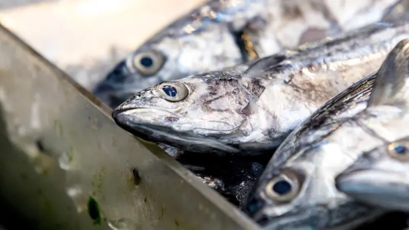 UK fishing