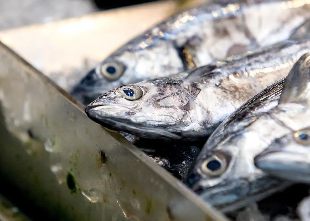 UK fishing