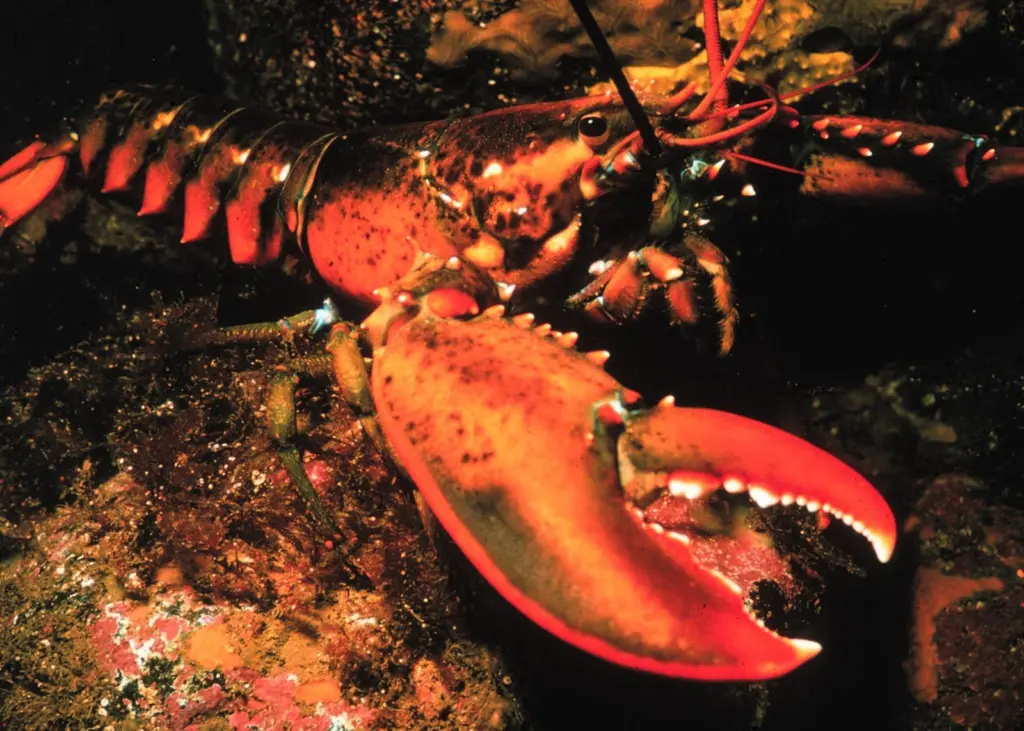 Maine lobster
