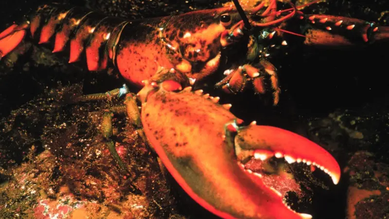 Maine lobster