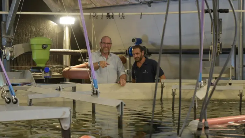 ECOshrimp