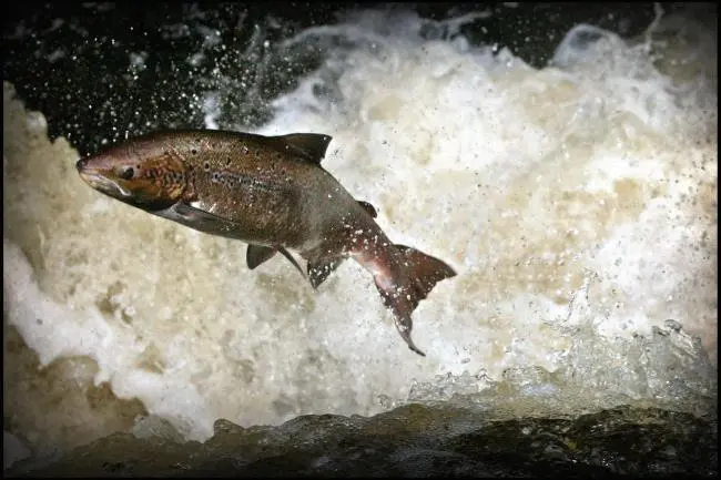 Wild Scottish salmon