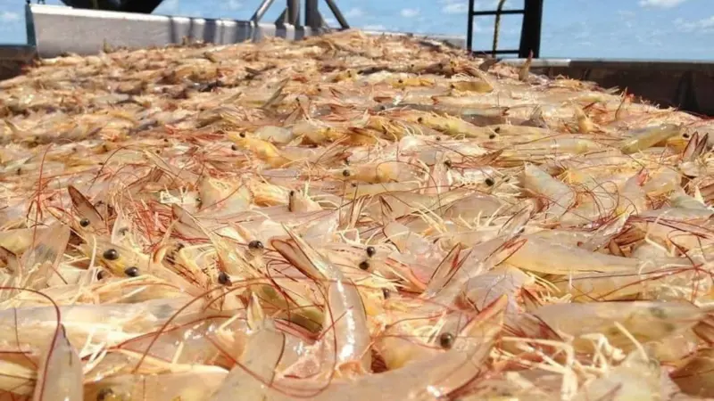 NPF sorting trays full of banana prawns