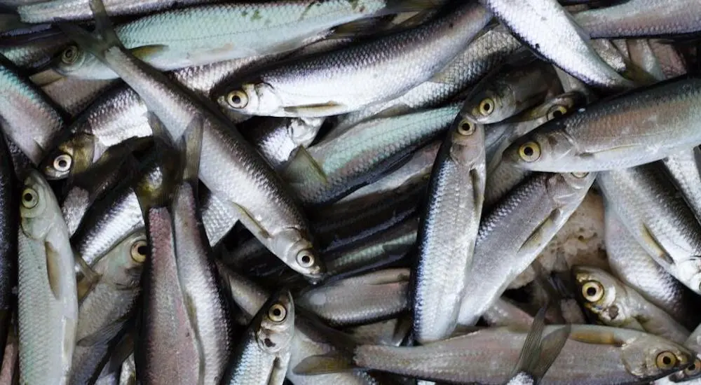 Herring